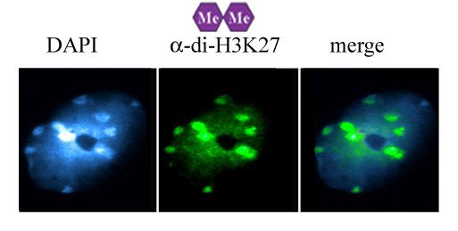 H3K27 Dimethyl