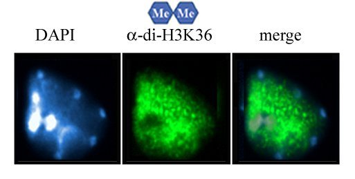 H3K36 Dimethyl