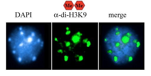 H3K9 Dimethyl