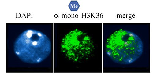 H3K36 Monomethyl