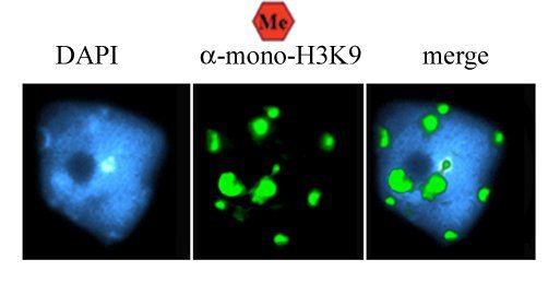 H3K9 Monomethyl