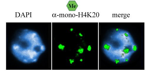 H4K20 Monomethyl