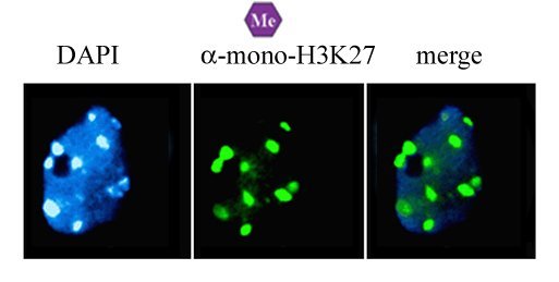 H3K27 Monomethyl