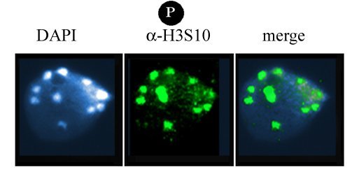 H3S10 Phos