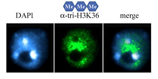 H3K36 Trimethyl